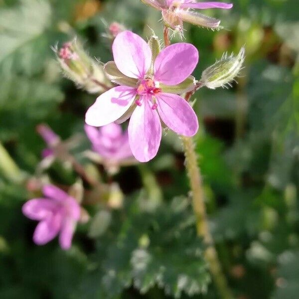 Erodium cicutarium Цвят