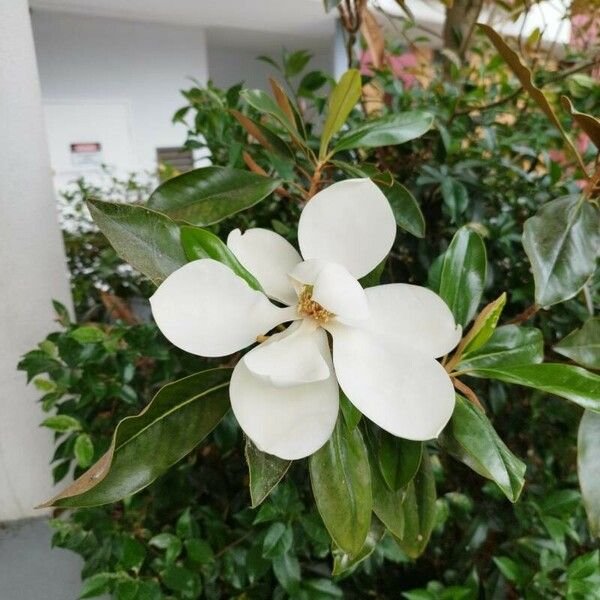 Magnolia virginiana Flower