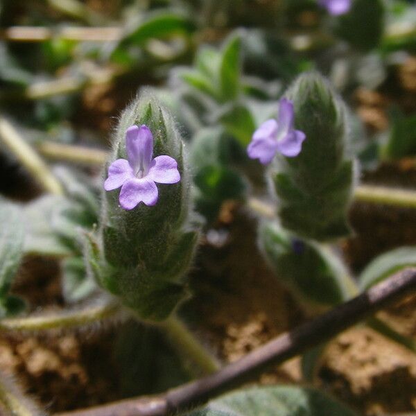 Nelsonia canescens Hábito