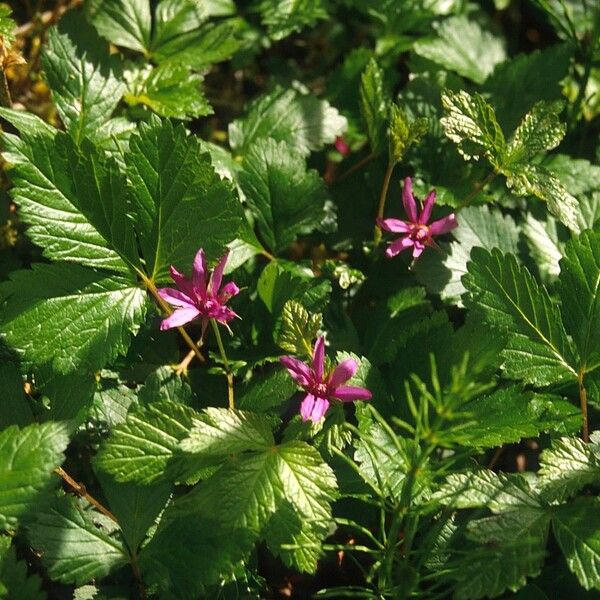Rubus arcticus (Arctic bramble)