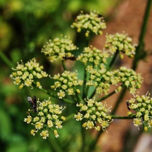 Petroselinum crispum Blüte