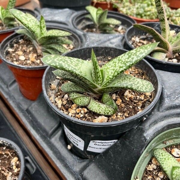 Gasteria carinata Leaf