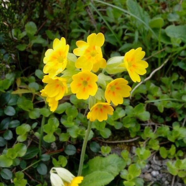 Primula veris Blomma