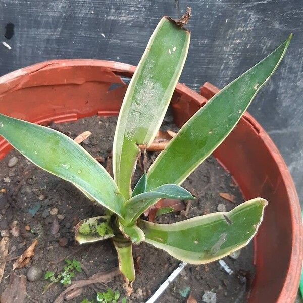 Agave demeesteriana Кора