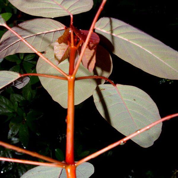 Euphorbia cotinifolia Folha