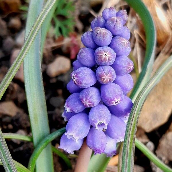 Muscari botryoides Flors