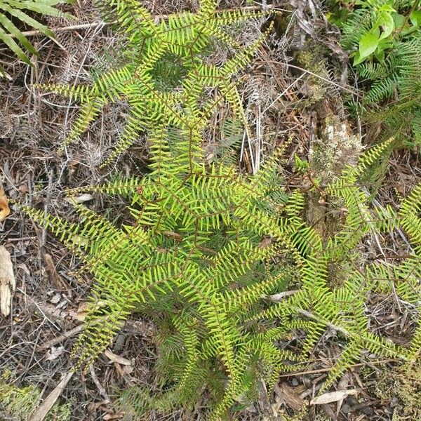 Gleichenia dicarpa Frunză