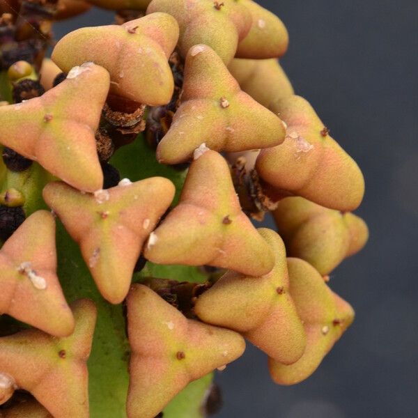 Euphorbia canariensis Fruit