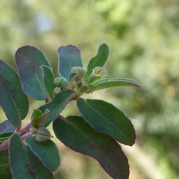 Euphorbia prostrata Leaf