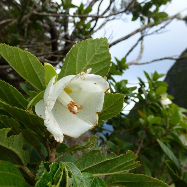 Trochetia granulata Flower