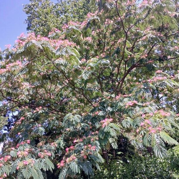 Albizia julibrissin 形態