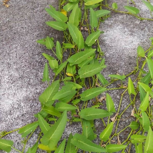 Ipomoea aquatica Hostoa