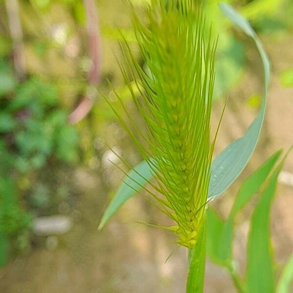 Hordeum marinum Λουλούδι