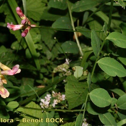 Vicia dumetorum Annet