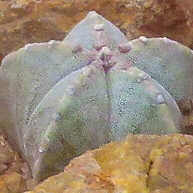 Astrophytum myriostigma Habitus