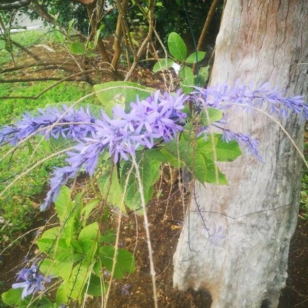 Petrea volubilis Kukka