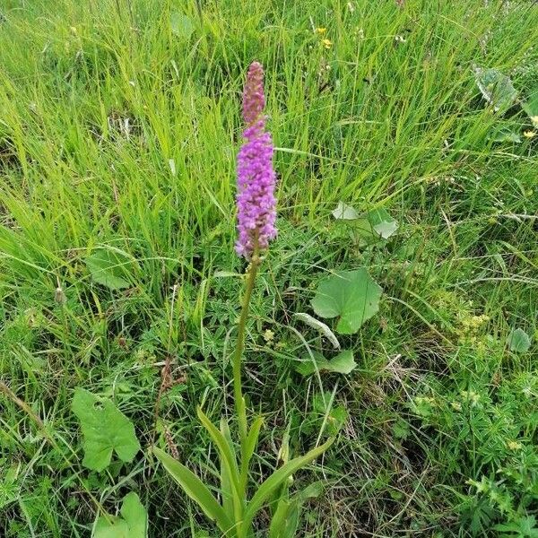 Gymnadenia conopsea Habit