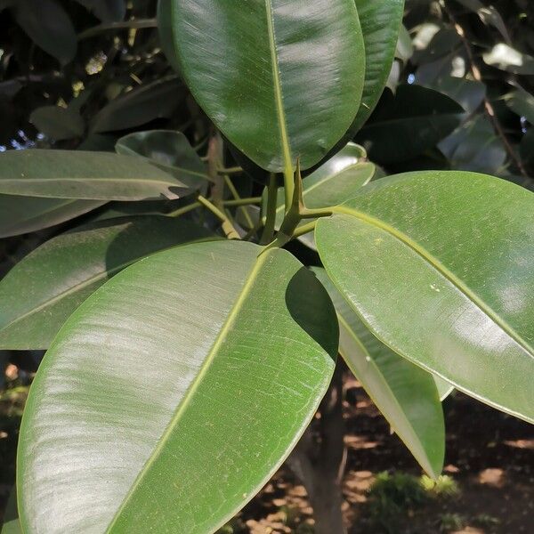 Ficus elastica Levél