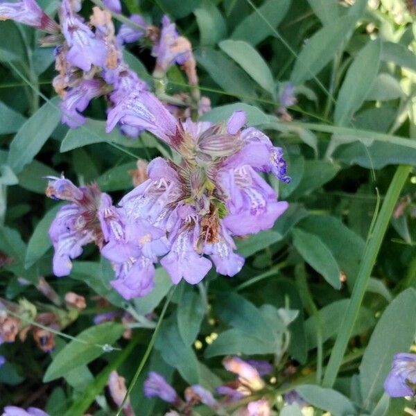 Salvia officinalis Çiçek