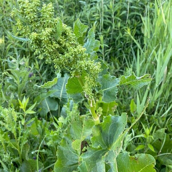 Rumex confertus Yaprak