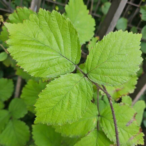 Rubus pruinosus Leaf