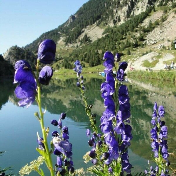 Aconitum napellus Flor