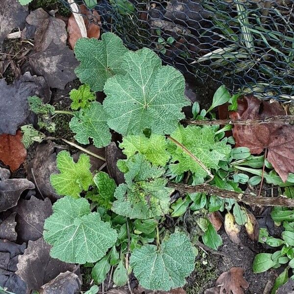 Alcea biennis Natur