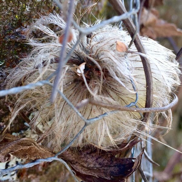 Clematis tangutica Vrucht