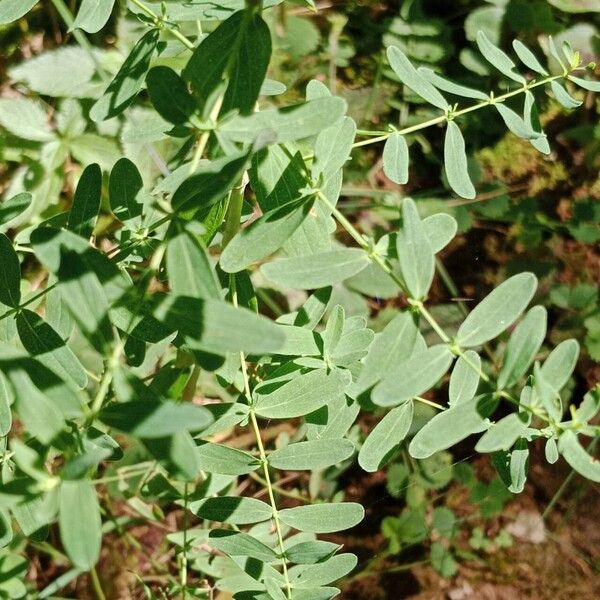 Hypericum maculatum Feuille