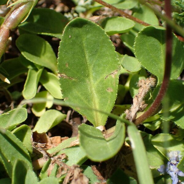 Veronica allionii Leaf