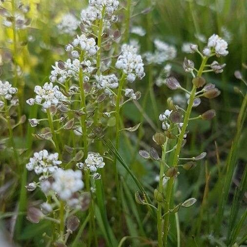 Teesdalia coronopifolia Λουλούδι