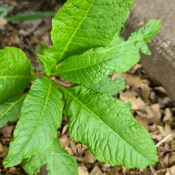 Elephantopus carolinianus Leaf