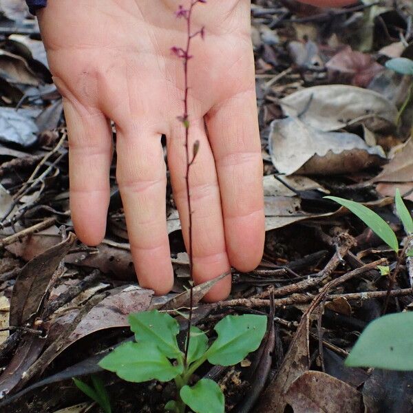 Malaxis weberbaueriana ശീലം