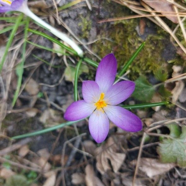 Crocus tommasinianus 花