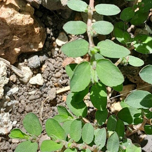 Euphorbia prostrata Lehti