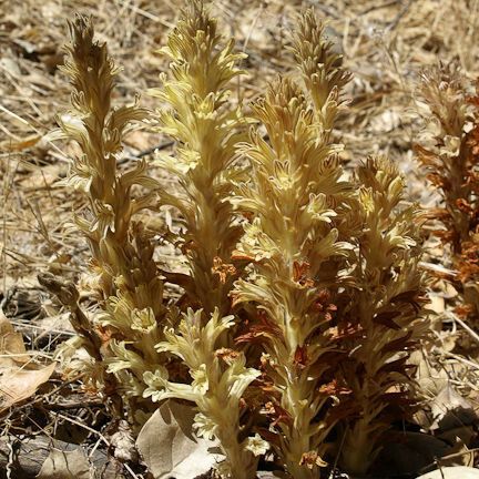 Orobanche parishii Кветка