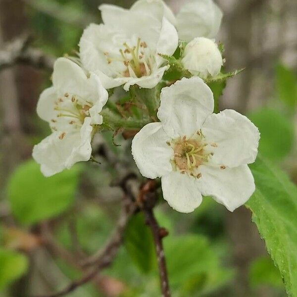 Crataegus coccinea Kukka