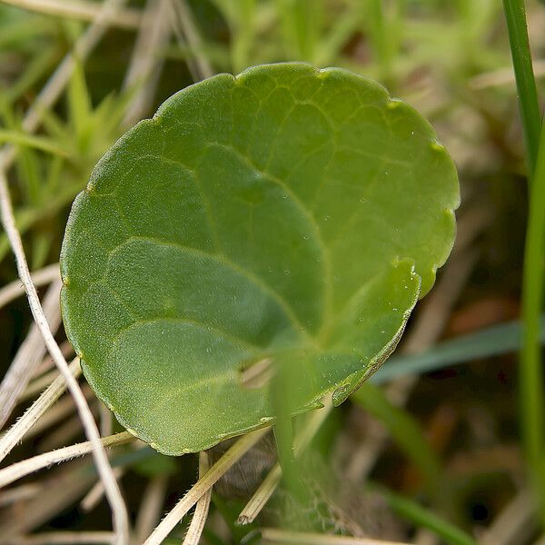 Viola palustris Levél