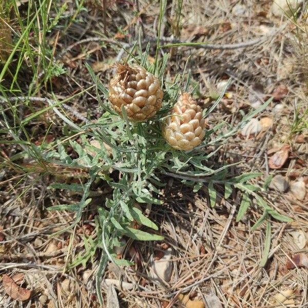 Rhaponticum coniferum Blüte