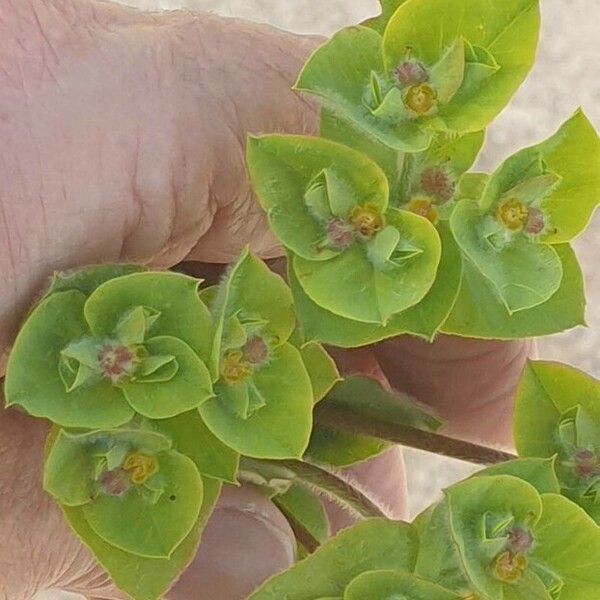 Euphorbia hirsuta Habitat