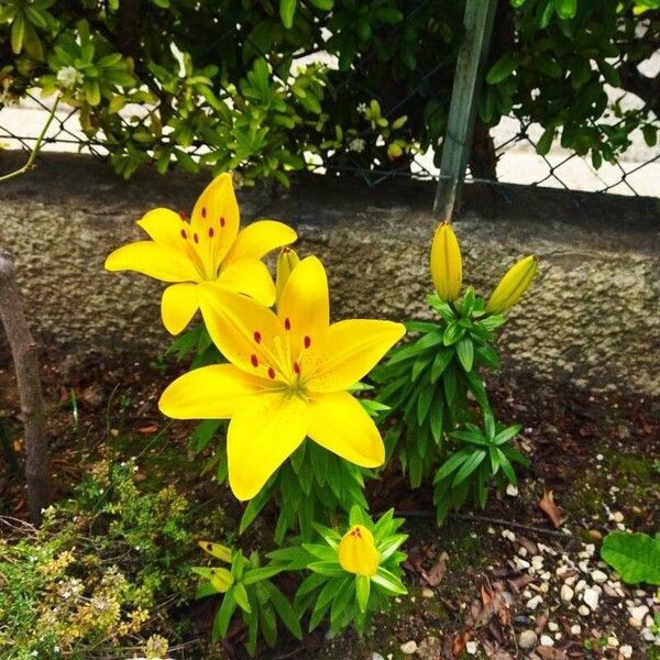 Lilium bulbiferum Fleur