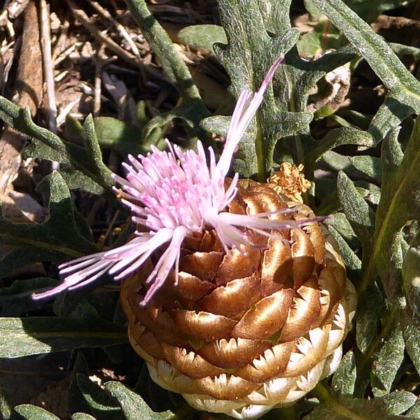 Rhaponticum coniferum 花