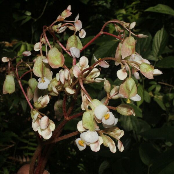Begonia sericoneura Kvet