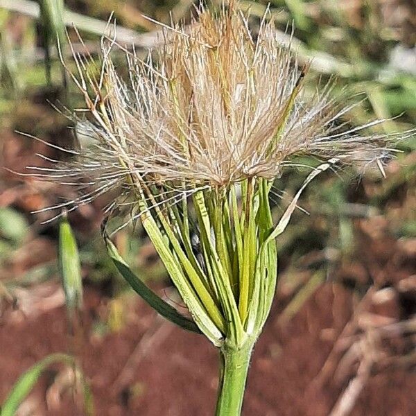 Tragopogon dubius Frugt