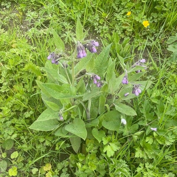 Symphytum officinale Lapas