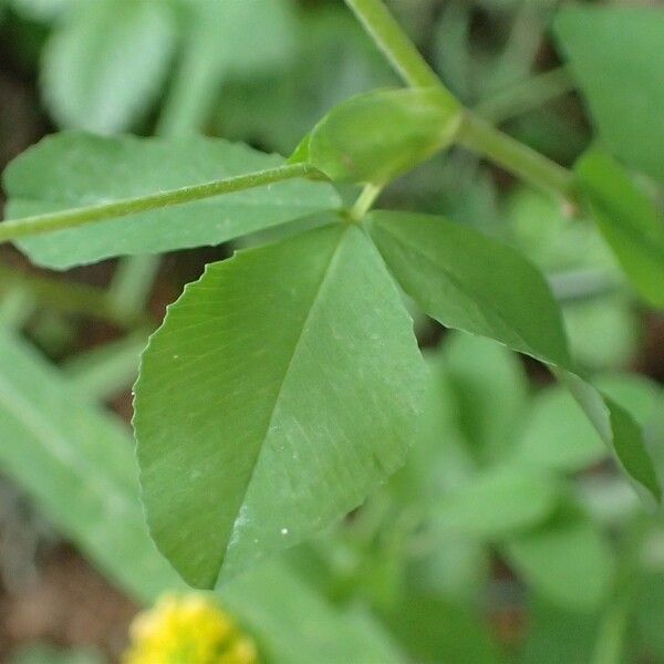 Trifolium aureum Ліст