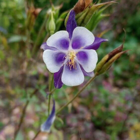 Aquilegia vulgaris Flor