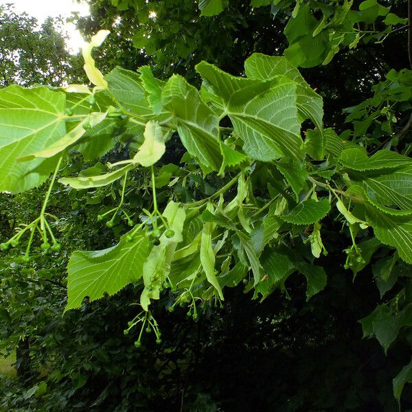 Tilia platyphyllos Цветок