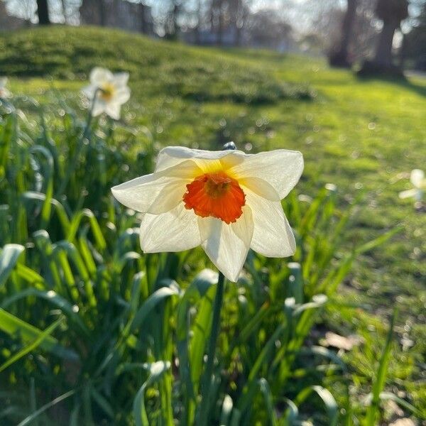 Narcissus × medioluteus Cvet