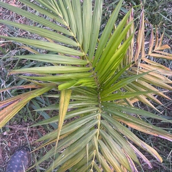 Euterpe edulis Leaf